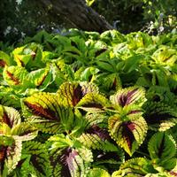 Kong Jr.™ Lime Vein Coleus, Premium Shade Commercial Landscape 3