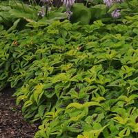 Kong Jr.™ Lime Vein Coleus, Premium Shade Landscape