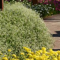 Glamour Euphorbia Commercial Landscape 1