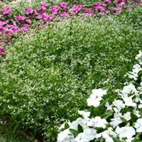 Glamour Euphorbia Landscape