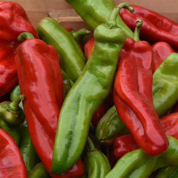 Pepper Peppi Cornissimo Bloom