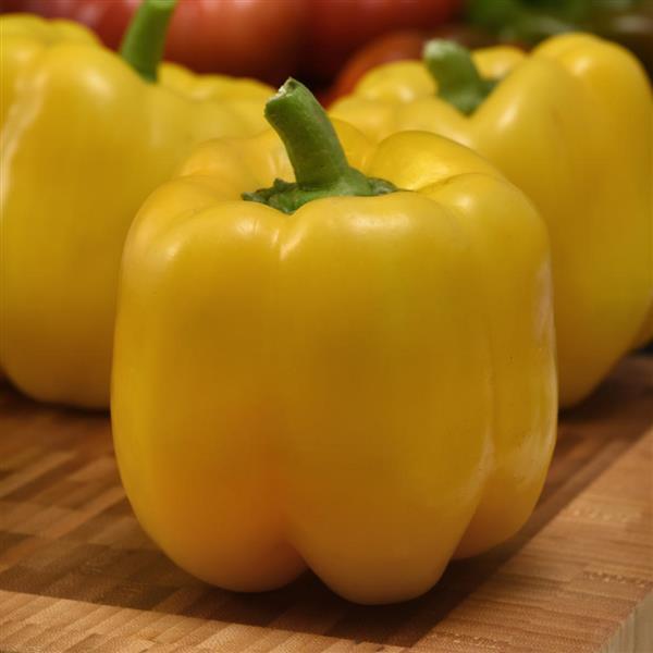 Pepper Trailblazer Bloom