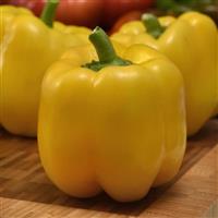 Trailblazer Pepper Bloom