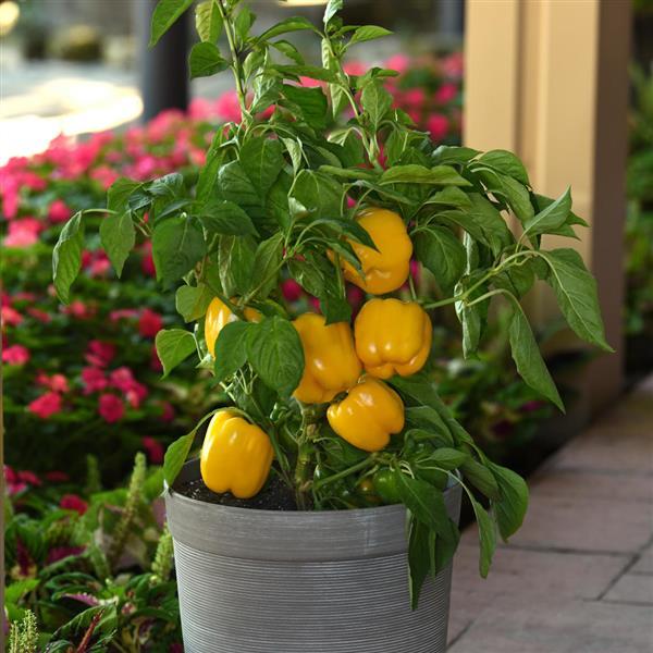 Pepper Trailblazer Container