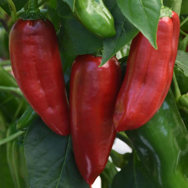 Pepper Peppi Red Bloom