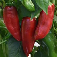 Peppi Red Pepper Bloom