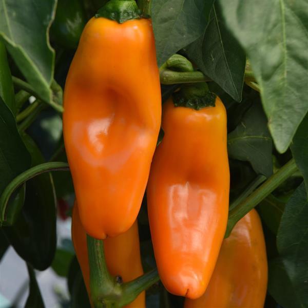 Pepper Peppi Yellow Bloom