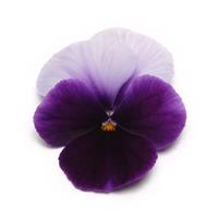 Panola® XP Beaconsfield Pansy Bloom