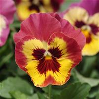Panola® XP Rose Picotee Pansy Bloom