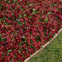 Panola® XP Scarlet Pansy Landscape