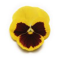 Panola® XP Yellow Blotch Pansy Bloom