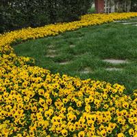 Panola® XP Yellow Blotch Pansy Landscape