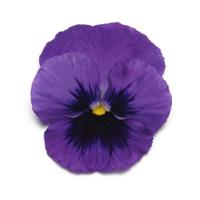Panola® XP Deep Blue Blotch Pansy Bloom