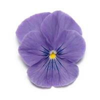 Panola® XP True Blue Pansy Bloom