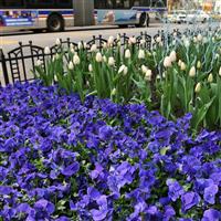 Panola® XP True Blue Pansy Commercial Landscape 1