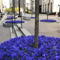 Panola® XP True Blue Pansy Commercial Landscape 2