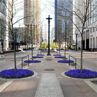 Panola® XP True Blue Pansy Commercial Landscape 3