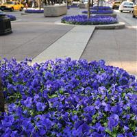 Panola® XP True Blue Pansy Commercial Landscape 4
