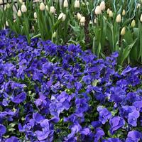 Panola® XP True Blue Pansy Garden