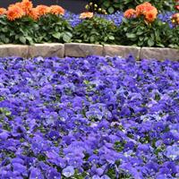 Panola® XP True Blue Pansy Landscape