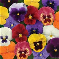 Panola® XP Mixture Pansy Bloom