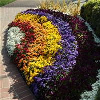 Panola® XP Mixture Pansy Landscape