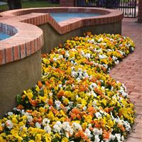 Panola® XP Citrus Mixture Pansy Landscape