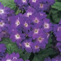 Quartz Blue Verbena Bloom