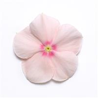 Mediterranean XP Peach Vinca Bloom