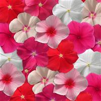 Mediterranean XP Mixture Vinca Bloom