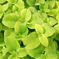 Wizard® Golden Coleus Bloom