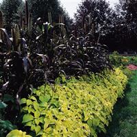 Wizard® Golden Coleus Commercial Landscape 1