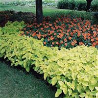 Wizard® Golden Coleus Landscape