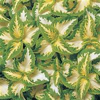 Wizard® Jade Coleus Bloom