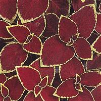 Wizard® Scarlet Coleus Bloom