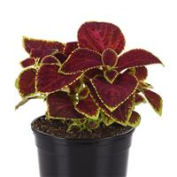 Wizard® Scarlet Coleus Container