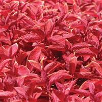 Wizard® Sunset Coleus Bloom