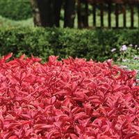 Wizard® Sunset Coleus Landscape
