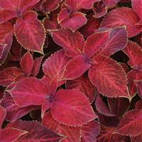 Wizard® Velvet Red Coleus Bloom