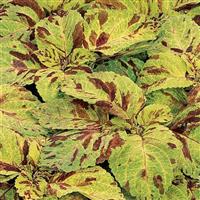 Wizard® Mosaic Coleus Bloom
