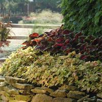 Wizard® Mosaic Coleus Landscape