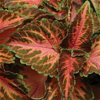 Wizard® Coral Sunrise Coleus Bloom