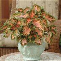 Wizard® Coral Sunrise Coleus Container