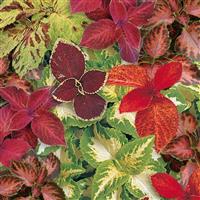 Wizard® Select Mixture Coleus Bloom