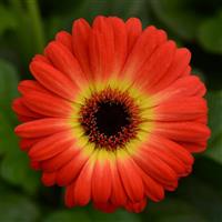ColorBloom™ Bicolor Orange Yellow Gerbera Bloom