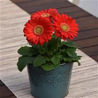 ColorBloom™ Cherry with Light Eye Gerbera Container
