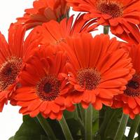 ColorBloom™ Deep Orange with Dark Eye Gerbera Bloom