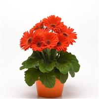 ColorBloom™ Deep Orange with Dark Eye Gerbera Container