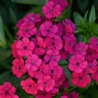 Jolt™ Cherry Interspecific Dianthus Bloom