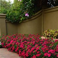 Jolt™ Cherry Interspecific Dianthus Commercial Landscape 1
